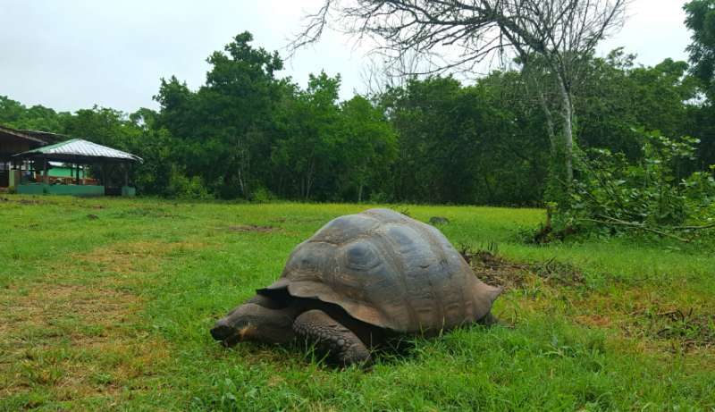 El Chato Tortoise Reserve: Walking among Giant Galápagos Tortoises