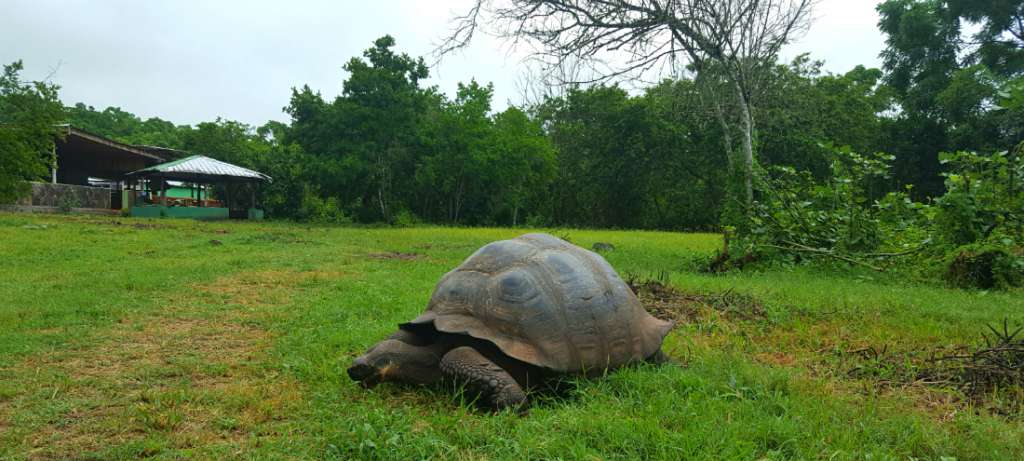 El Chato Tortoise Reserve: Walking among Giant Galápagos Tortoises