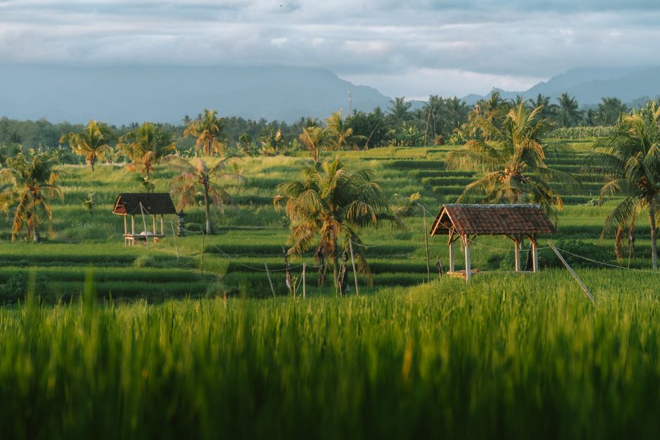 Stunning view of rice terraces in Bali, Indonesia with palm trees and a serene ambiance.
