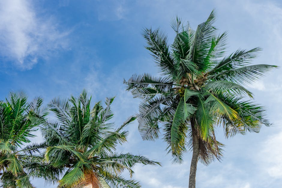 Coconut palm trees swaying under a bright blue sky, capturing a serene tropical atmosphere.