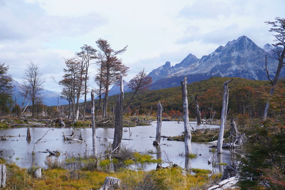 Explore the stunning marshland with barren trees against the backdrop of mountains in Ushuaia, Argentina.