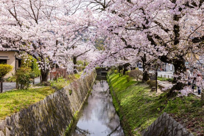 Hanami Etiquette in Japan: Cherry Blossom Picnic Rules That Matter