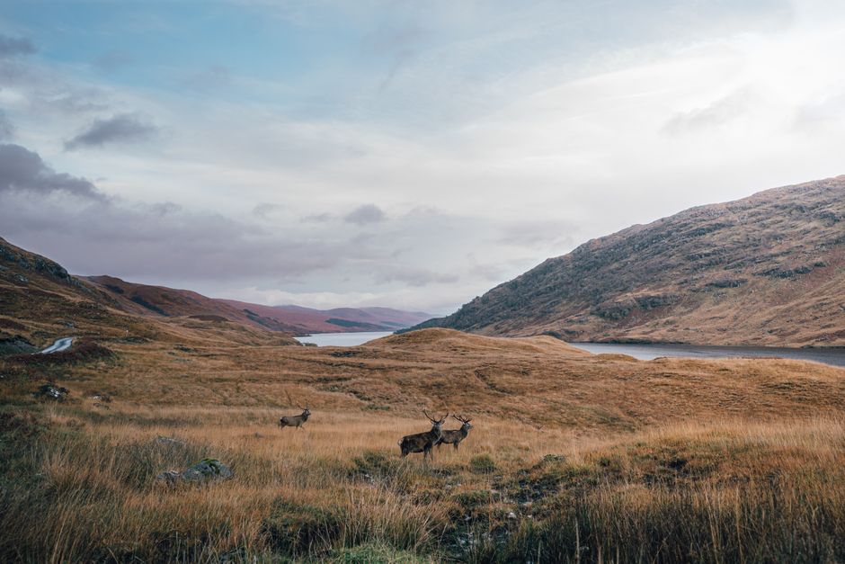 Tranquil mountain valley with deer grazing by a clear river under a vast sky.