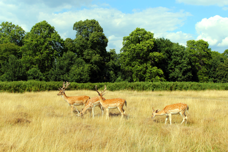 Secret Bits of London: #6 Richmond Park