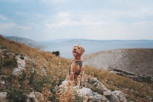 Pet-Friendly Road Trip Lodging: What Actually Works in 2026