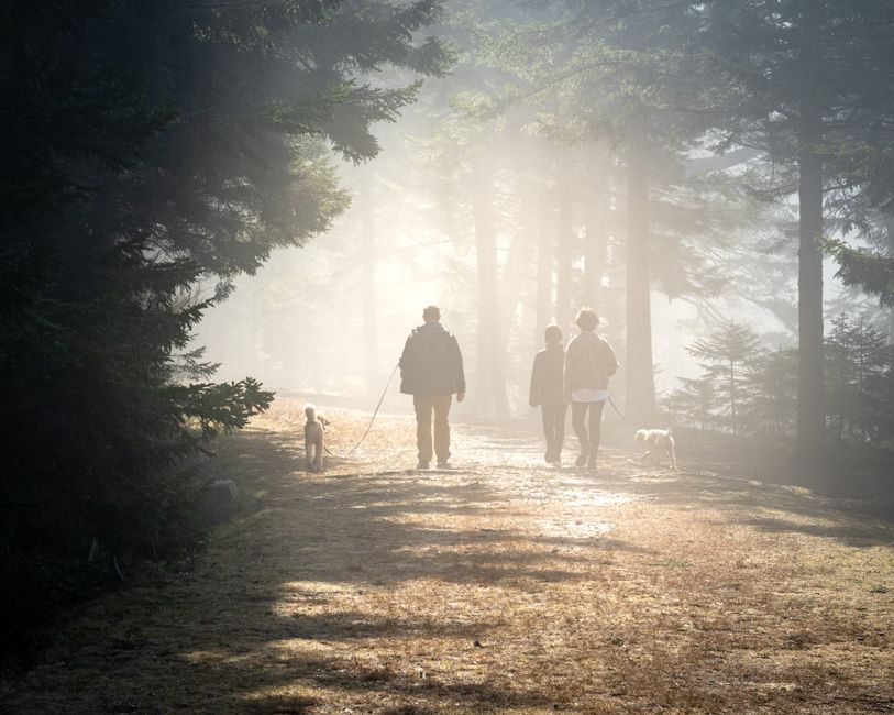 Family walking dogs in a misty forest with sunlight filtering through trees.