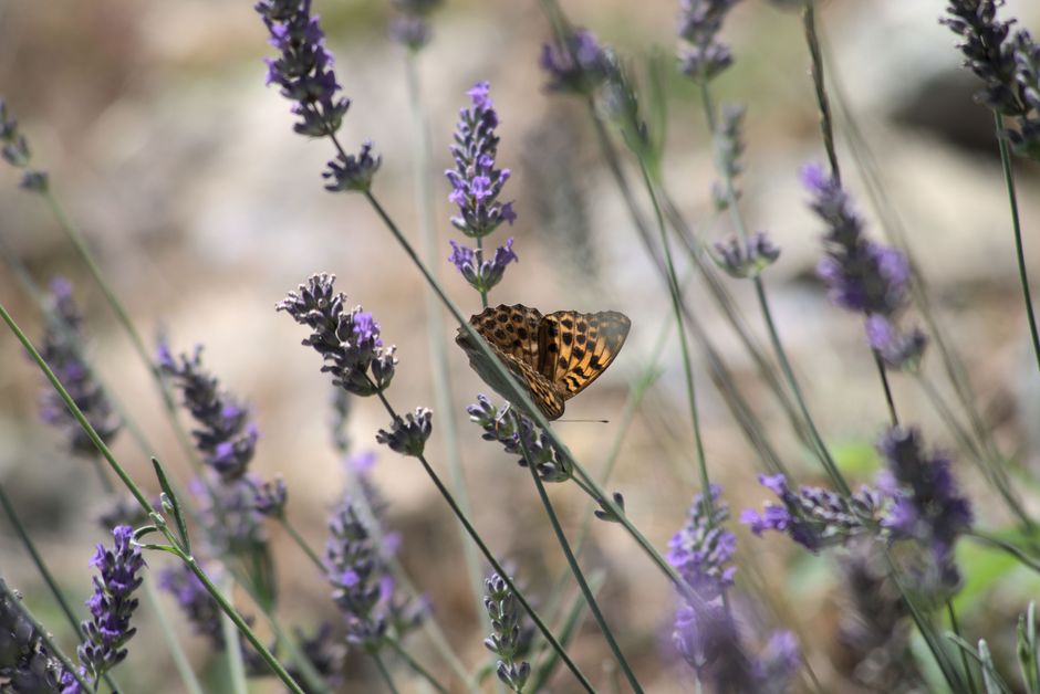 Close-up of a butterfly delicately perched on lavender flowers in a natural setting.