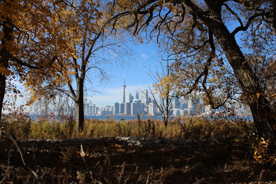 View of Toronto skyline framed by autumn trees, showcasing urban nature contrast.