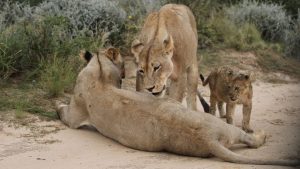 Siya Kolisi Family Vacation Zimbabwe: A Rugby Star’s Safari Guide