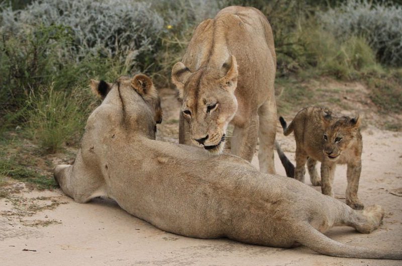 Siya Kolisi Family Vacation Zimbabwe: A Rugby Star’s Safari Guide